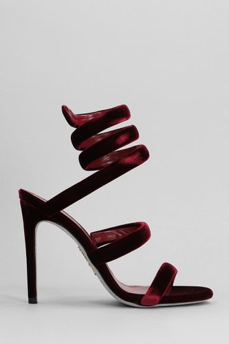 Cleo Sandals In Velvet - René Caovilla - Modalova