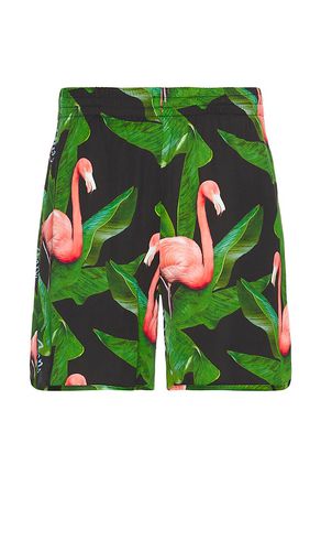 Flamingo Swim Shorts in . Size M, S, XL/1X - Blue Sky Inn - Modalova