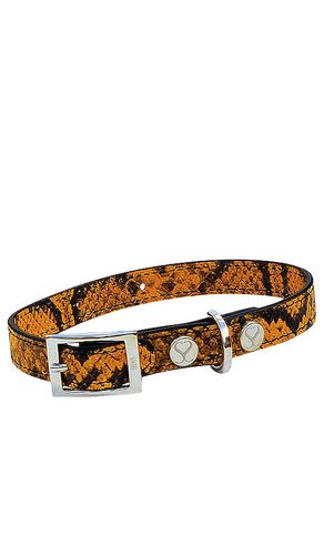 The taylor large collar in color yellow size all in & - Yellow. Size all - Shaya Pets - Modalova