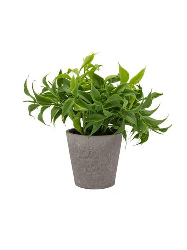Planta Gilda verde 17 - Casika - Modalova